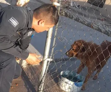 Agentes atienden caso de maltrato animal en Pedregal de la Villa