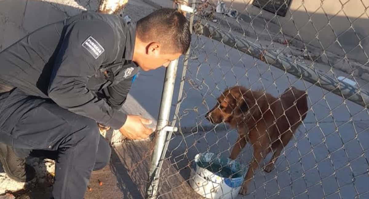 Agentes atienden caso de maltrato animal en Pedregal de la Villa