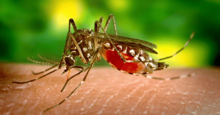 Secretaría de Salud intensificará acciones contra la transmisión del dengue