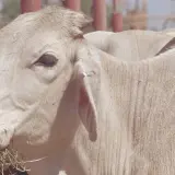 Podría Sonora reanudar primero la exportación de ganado: UGRS