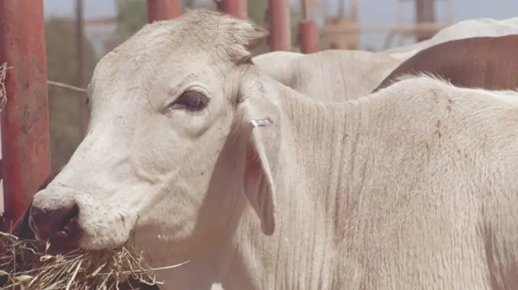 Ganado en espera para la reapertura de la frontera. (Foto: Especial / EXPRESO)