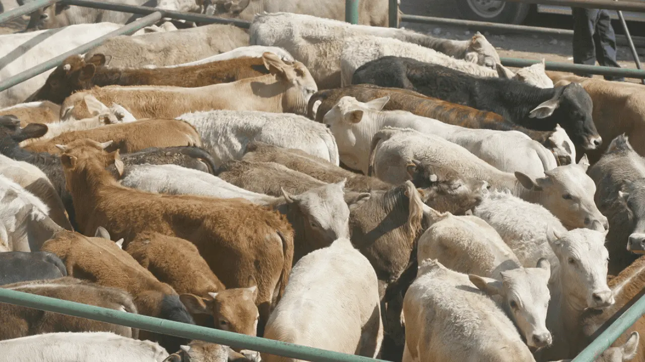 Sector pecuario registra déficit récord ante veto de EU por gusano barrenador