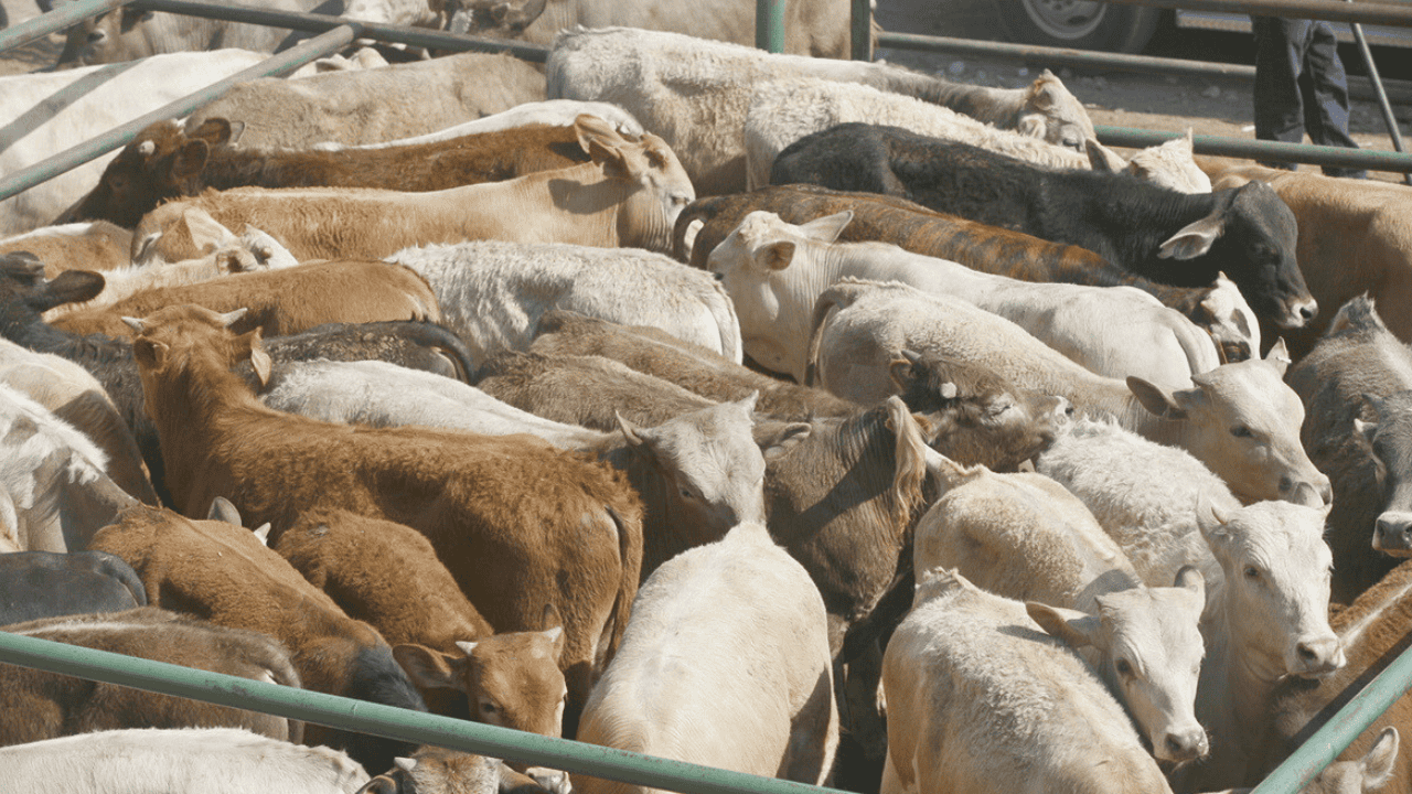Sector pecuario registra déficit récord ante veto de EU por gusano barrenador