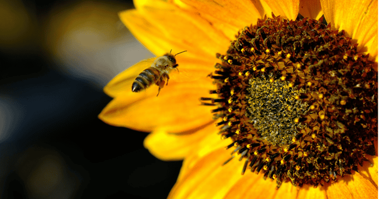 Trasladan colmena de abejas de Nogales al Campo de Girasoles de Santa Cruz