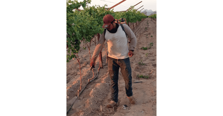 Vendrán 18 mil trabajadores del sur a los valles de Guaymas y Empalme
