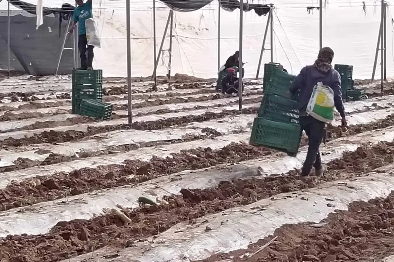 Vendrán 18 mil trabajadores del sur a los valles de Guaymas y Empalme