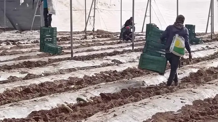 En la temporada de este año se contempla sembrar calabaza, chile, tomate, sandia y melón