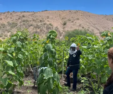 Trasladan colmena de abejas de Nogales al Campo de Girasoles de Santa Cruz