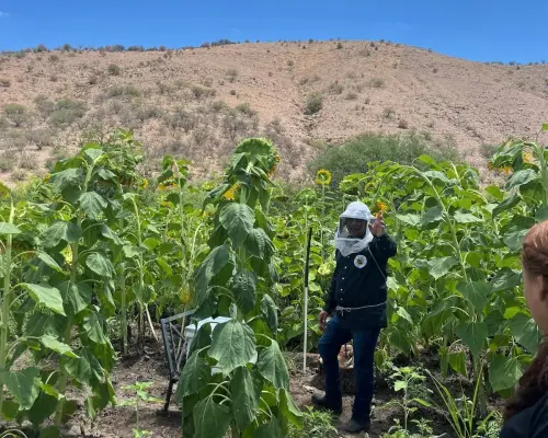 Trasladan colmena de abejas de Nogales al Campo de Girasoles de Santa Cruz