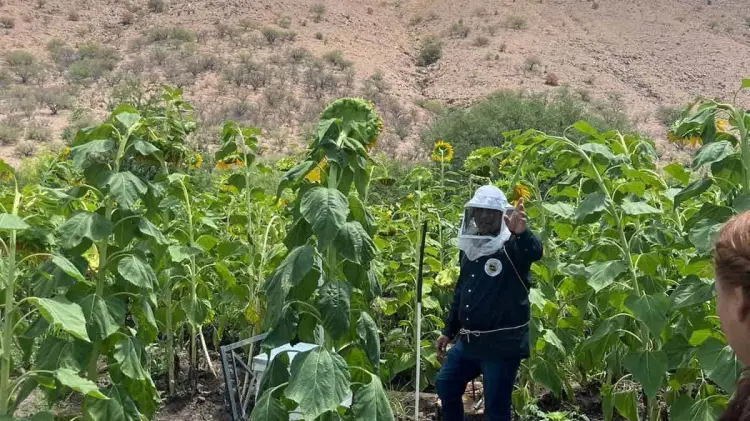 El Campo Girasoles Brilla ubicado en el municipio de Santa Cruz recibe abejas para polinizar