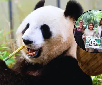 Celebran a la panda Xin Xin con boleto de Lotería