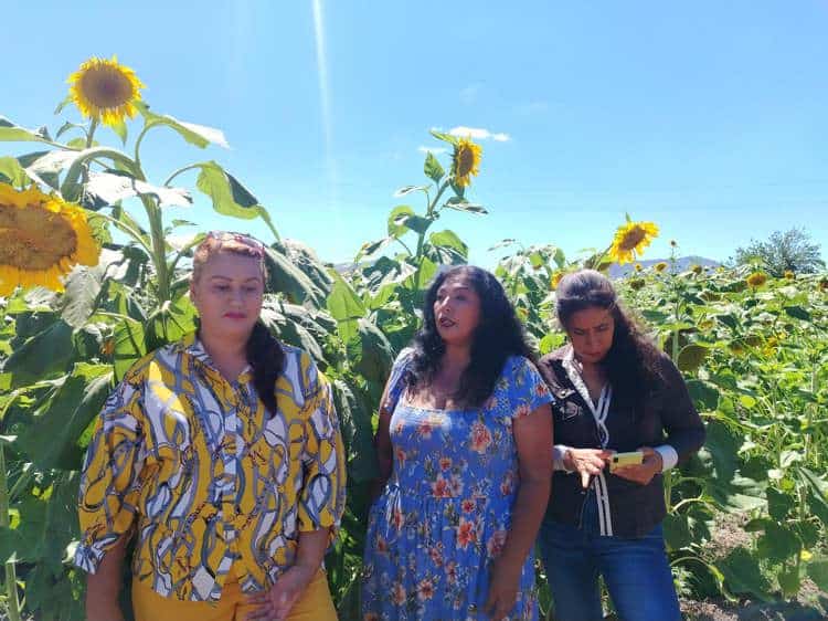 Una hectárea de amarillo verdor atrae a turistas al municipio de Santa Cruz