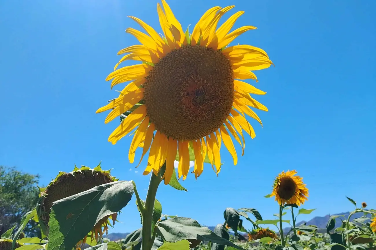 Una hectárea de amarillo verdor atrae a turistas al municipio de Santa Cruz