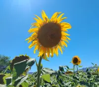 Una hectárea de amarillo verdor atrae a turistas al municipio de Santa Cruz