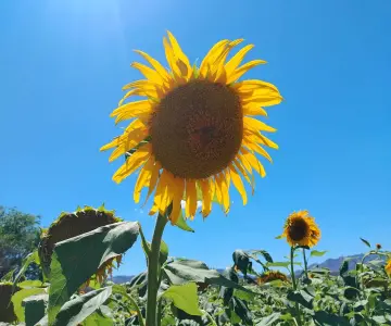 Una hectárea de amarillo verdor atrae a turistas al municipio de Santa Cruz