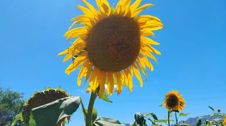 Los girasoles de este campo miden entre 40 centímetros a dos metros de altura