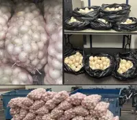 EU decomisa 181 kilos de metanfetamina camuflada en cargamento de cebolla