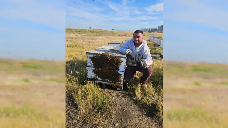 Con la sequía baja la producción de miel y revendedores la adulteran