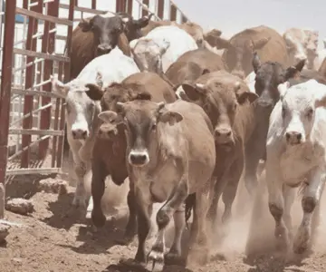 Refuerza Sonora acciones sanitarias contra gusano barrenador