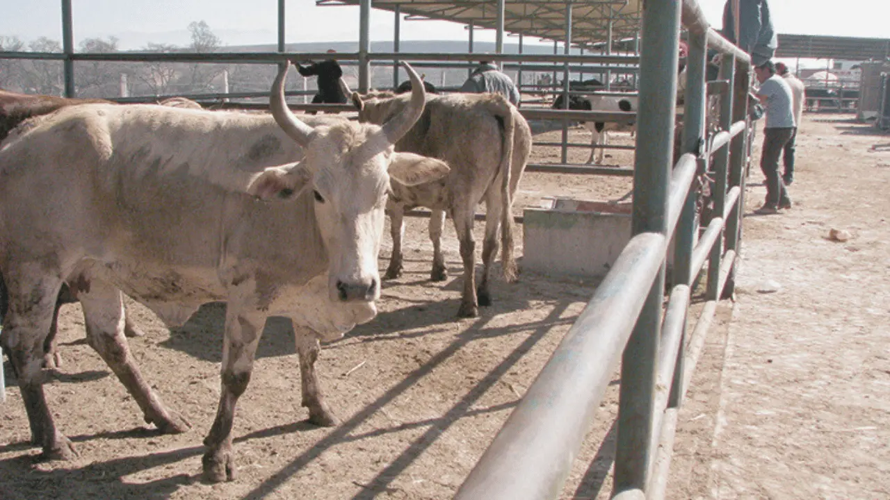 UGRS inicia acciones para recuperar exportación de ganado