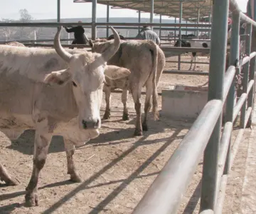 UGRS inicia acciones para recuperar exportación de ganado