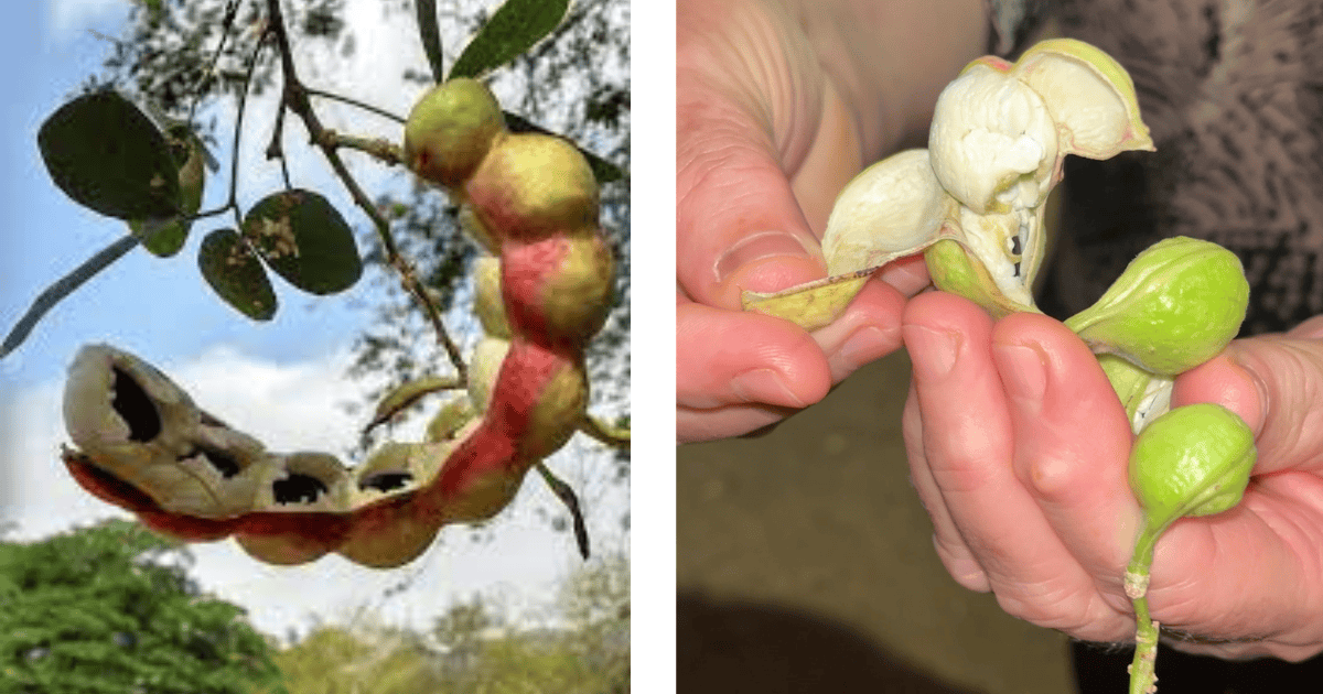Investigan propiedades del guamúchil regional para nivelar la glucosa