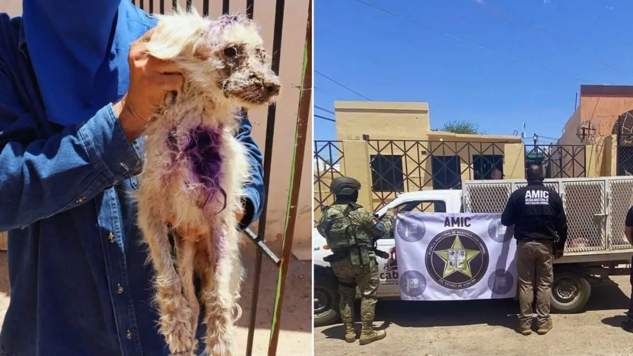 Perrito maltratado es rescatado tras cateo en Caborca