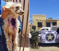 Perrito maltratado es rescatado tras cateo en Caborca