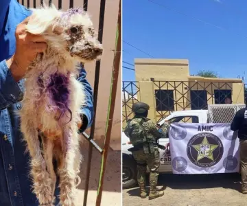 Perrito maltratado es rescatado tras cateo en Caborca