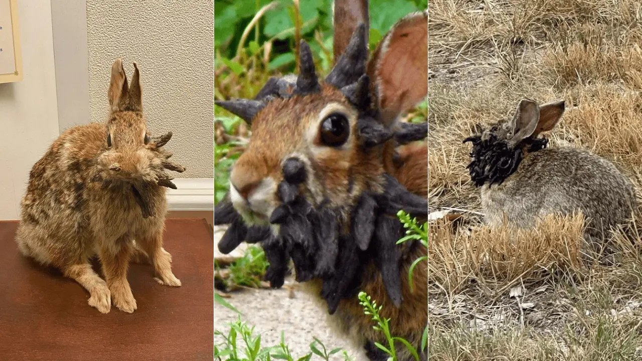 Fotos de conejos con tentáculos causan impresión en redes sociales