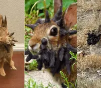 Fotos de conejos con tentáculos causan impresión en redes sociales