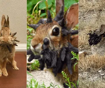 Fotos de conejos con tentáculos causan impresión en redes sociales