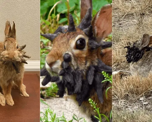 Fotos de conejos con tentáculos causan impresión en redes sociales