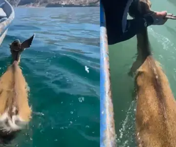 Pescadores auxilian a venado que nadaba en el Mar de Cortés