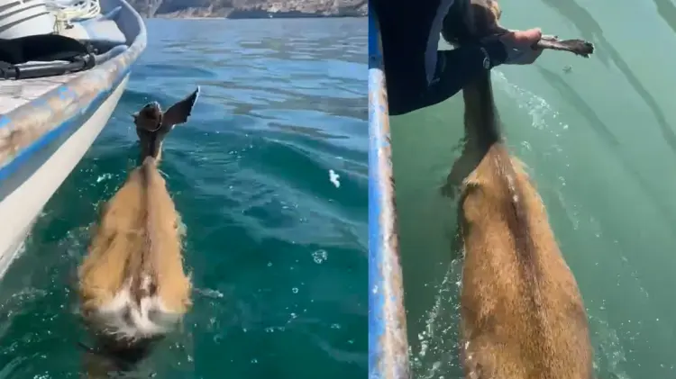 Pescadores rescatan a venado bura que nadaba de Isla Tiburón. (Foto: Especial / EXPRESO)