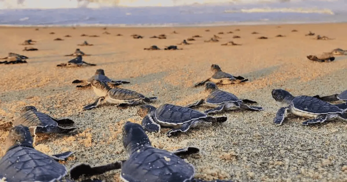 Van 6 nidos de tortugas marinas protegidos en lo que va de junio y agosto