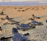 Van 6 nidos de tortugas marinas protegidos en lo que va de junio y agosto