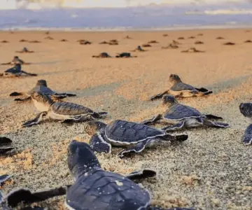 Van 6 nidos de tortugas marinas protegidos en lo que va de junio y agosto
