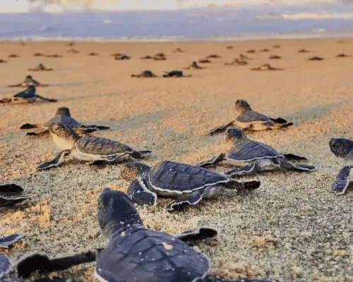 Van 6 nidos de tortugas marinas protegidos en lo que va de junio y agosto
