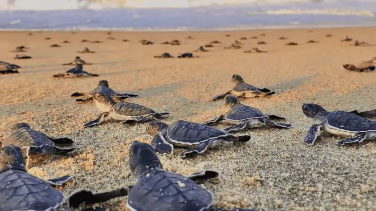 Las tortugas golfina han llegado a las playas Miramar en Guaymas y San Francisco en San Carlos