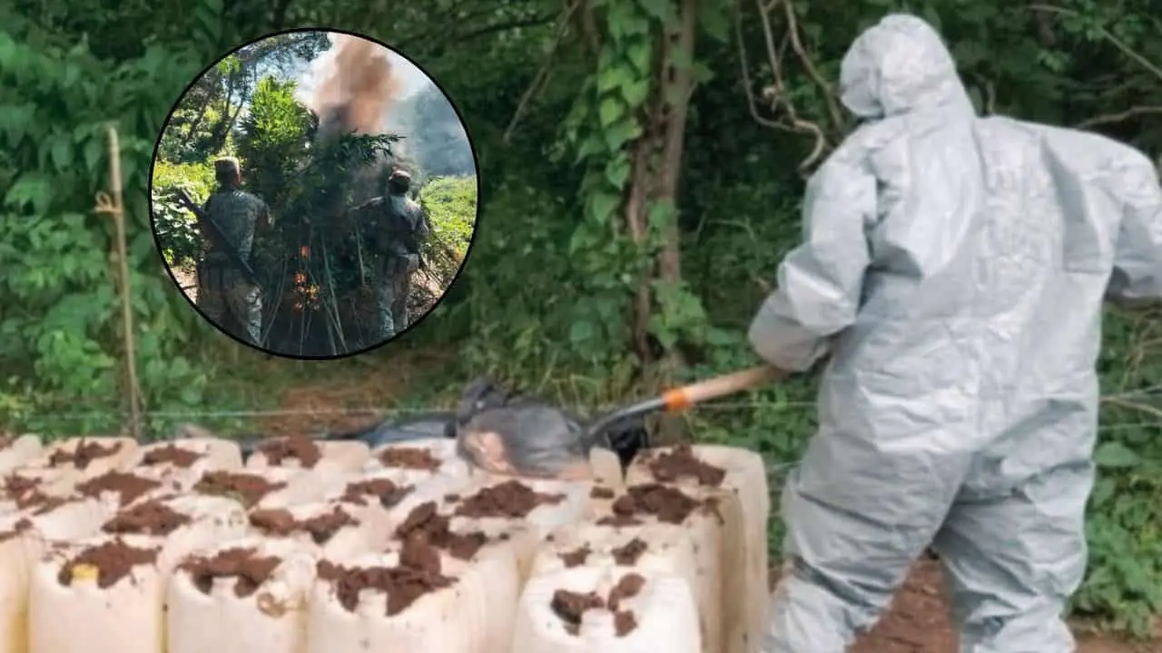Hallan siete laboratorios clandestinos y un plantío en Sinaloa