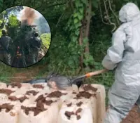 Hallan siete laboratorios clandestinos y un plantío en Sinaloa