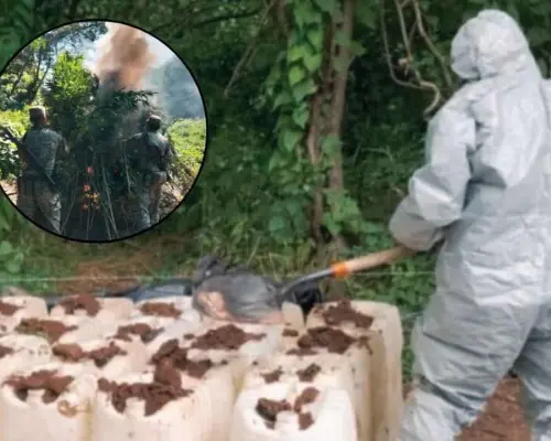 Hallan siete laboratorios clandestinos y un plantío en Sinaloa