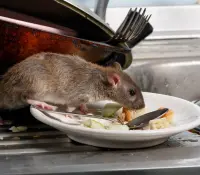 Europa enfrenta una plaga de ratas en expansión en sus principales ciudades