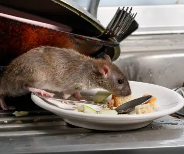 Europa enfrenta una plaga de ratas en expansión en sus principales ciudades