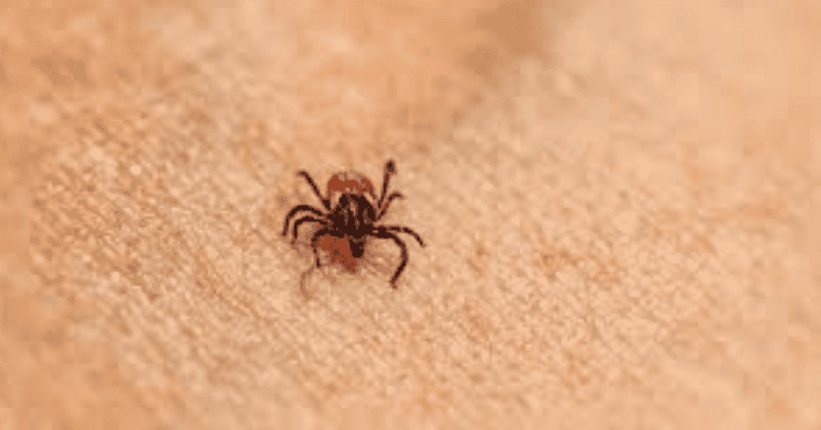 Sonora registra un acumulado de 62 casos de rickettsia