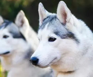 Especialista advierte riesgos de rapar a perros de doble capa