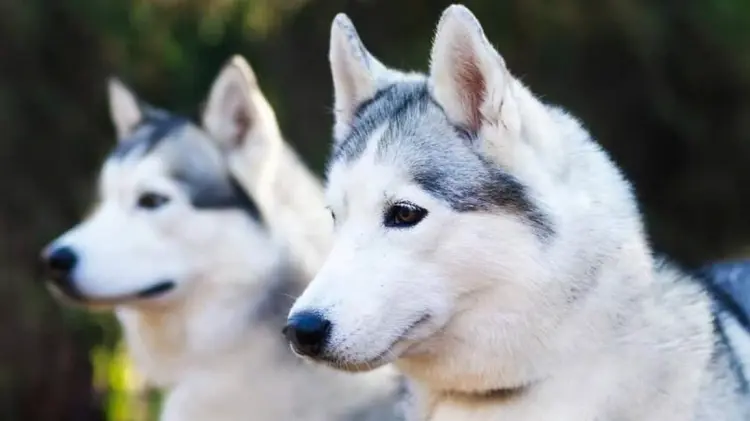 Veterinaria Ashley Moreno recomienda no rapar huskies ni pastores y cuidar el pelaje.