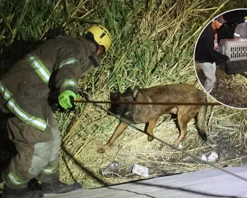 Rescatan a perrito del vertedor de la presa Abelardo L. Rodríguez