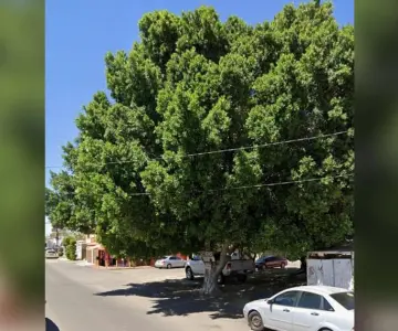 Derriban árbol con más de medio siglo en la colonia Jesús García